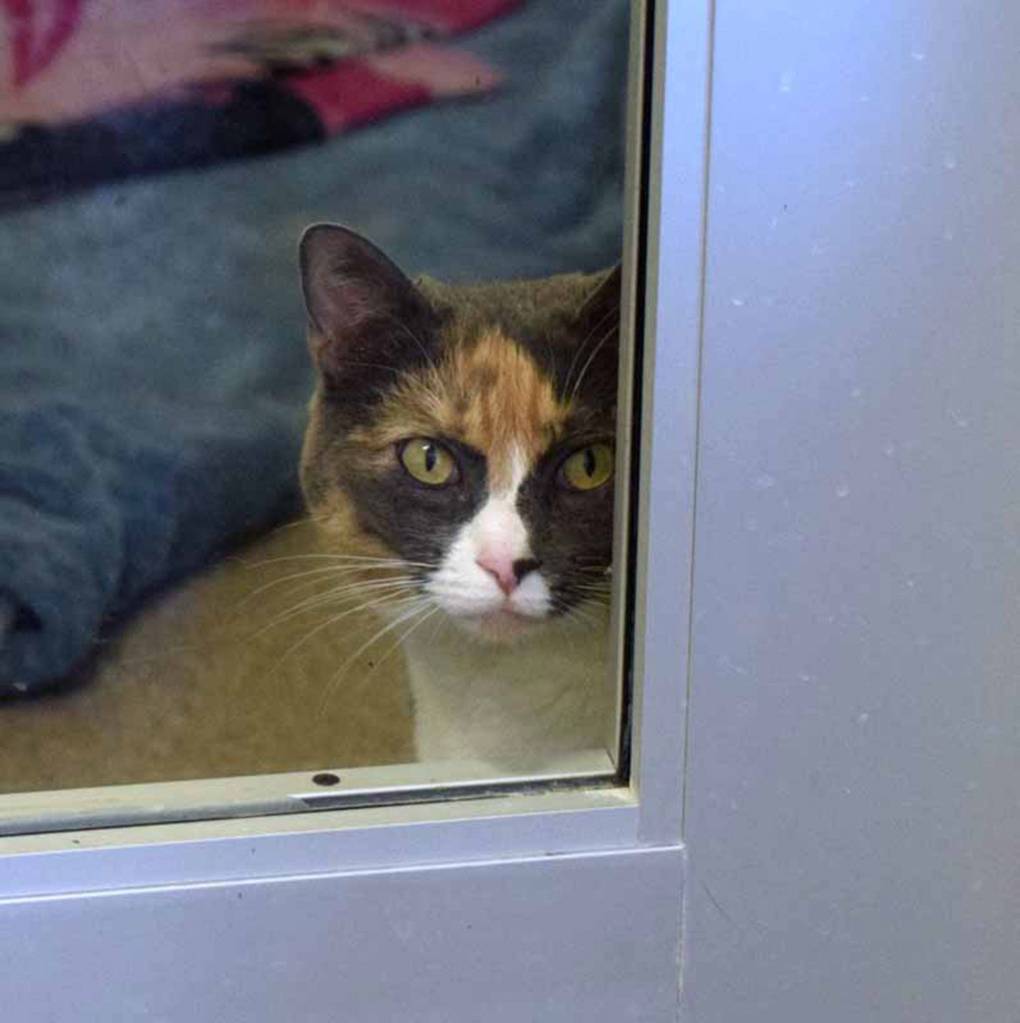 Lilypad is a friendly lady in search of a new home! She loves to purr and roll around to get your attention. She can be shy around kids, so there will need to be a gradual introduction to them. She has not lived with cats or dogs. Lilypad will need to remain an indoor-only kitty as she has no front claws to defend herself outside. (Arleigh Movitz/Everett Animal Shelter)