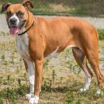 Mel is a sweet Boxer looking for a home with experience. She does OK with other dogs after proper introductions but she needs to be the one in charge. Mel has lived with children and really loves just hanging out with people. She will need a feline free home and one that understands her medical needs. Mel has a urinary issue which causes her to leak urine. We currently have her on a medication that will need to be followed up with your vet. She possibly will need to see a specialist if the medication does not help. She will need a secured fenced yard so she has plenty of room to play and run. (Curt Story/Everett Animal Shelter)