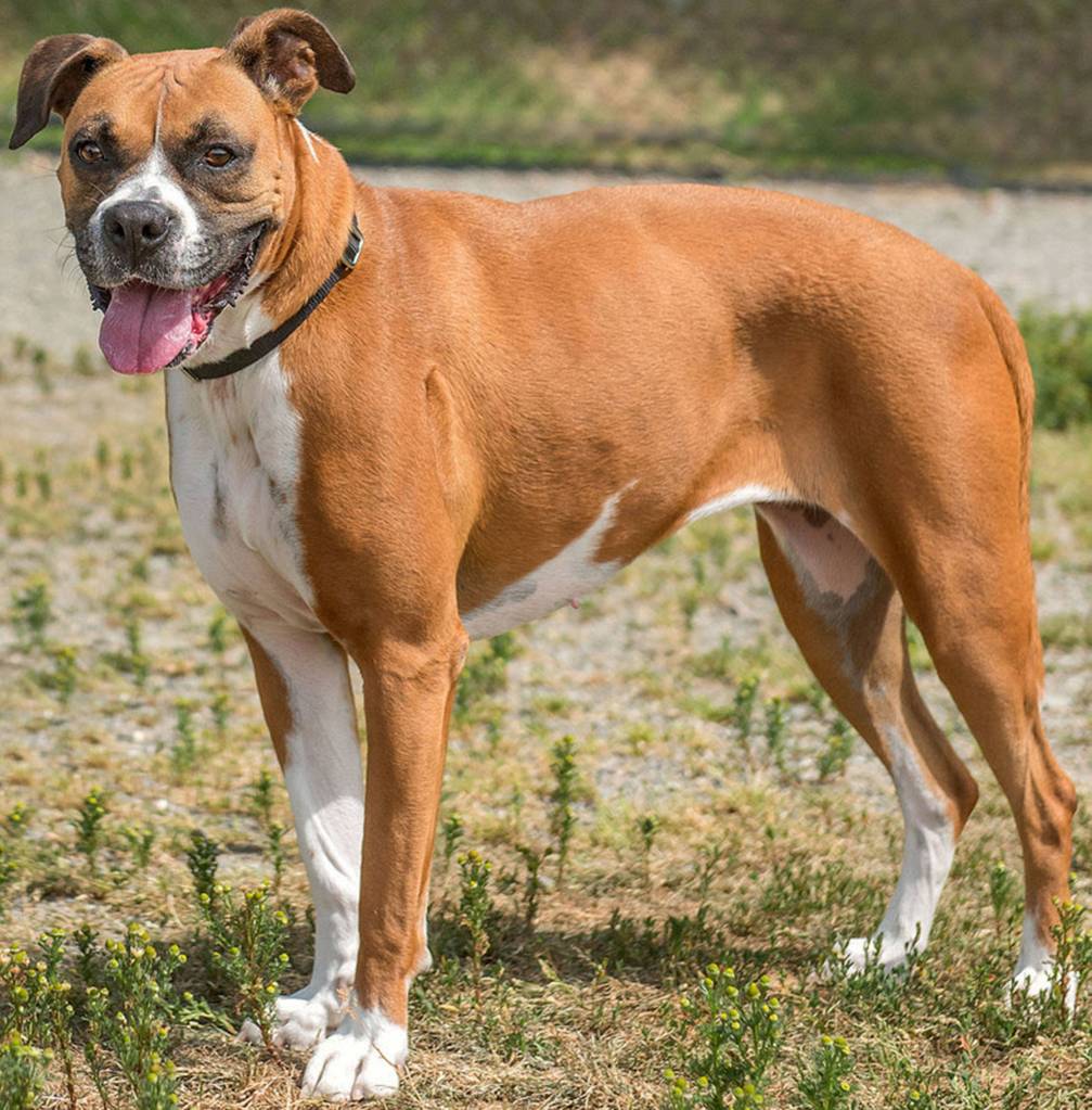Mel is a sweet Boxer looking for a home with experience. She does OK with other dogs after proper introductions but she needs to be the one in charge. Mel has lived with children and really loves just hanging out with people. She will need a feline free home and one that understands her medical needs. Mel has a urinary issue which causes her to leak urine. We currently have her on a medication that will need to be followed up with your vet. She possibly will need to see a specialist if the medication does not help. She will need a secured fenced yard so she has plenty of room to play and run. (Curt Story/Everett Animal Shelter)