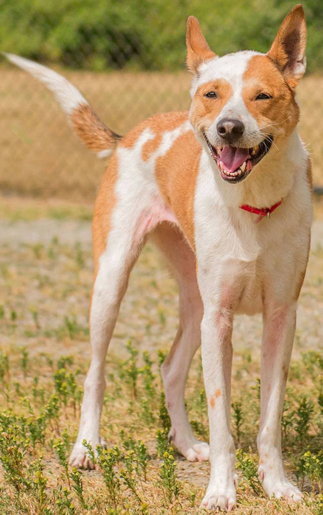 Stella is an active dog looking for a fun home. She will need a meet and greet with any resident canines a feline free home. Stella enjoys going to the dog park, fetching, hiking and much more. Come meet this smart gal today! Stella is not suited for apartment style living. (Curt Story/Everett Animal Shelter)