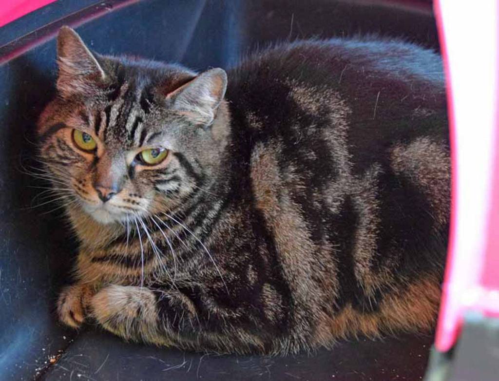 Toulouse is a shy cat who will need someone who will let him settle in at his own pace. Once he settles in he enjoys hanging out in your lap or next to you. Help him adjust to his new home with cat trees and hiding areas for him, allowing him to observe the household from a safe distance. He has lived with other cats and should be fine after a gradual introduction to any resident cats. (Arleigh Movitz/Everett Animal Shelter)