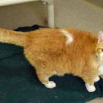 Vinny is a big, independent tabby looking for a new forever home. Hes relaxed and friendly, but since we dont know how he is around dogs or children, a slow, careful introduction would be needed. (Arleigh Movitz/Everett Animal Shelter)