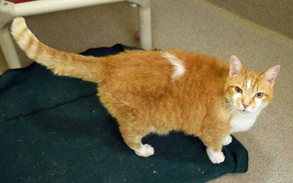 Vinny is a big, independent tabby looking for a new forever home. Hes relaxed and friendly, but since we dont know how he is around dogs or children, a slow, careful introduction would be needed. (Arleigh Movitz/Everett Animal Shelter)