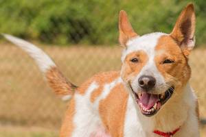 Look at these sweet fur baby faces, see if you can adopt one