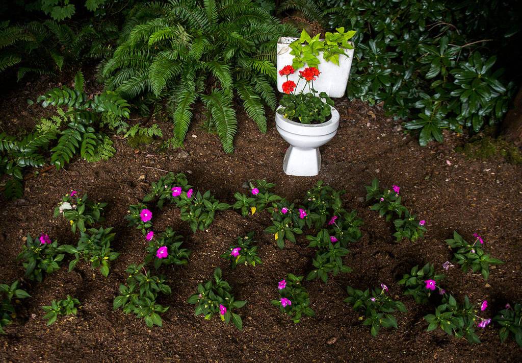 A toilet bowl turned into a planter awaits visitors to the Snohomish Garden Tour. (Olivia Vanni / The Herald)