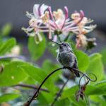 A hummingbird sits on a honeysuckle plant in the Simpsons garden in Snohomish. (Olivia Vanni / The Herald)
