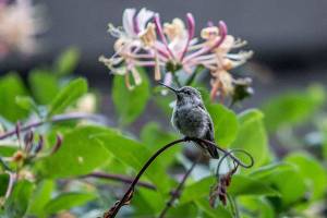 A hummingbird sits on a honeysuckle plant in the Simpsons garden in Snohomish. (Olivia Vanni / The Herald)