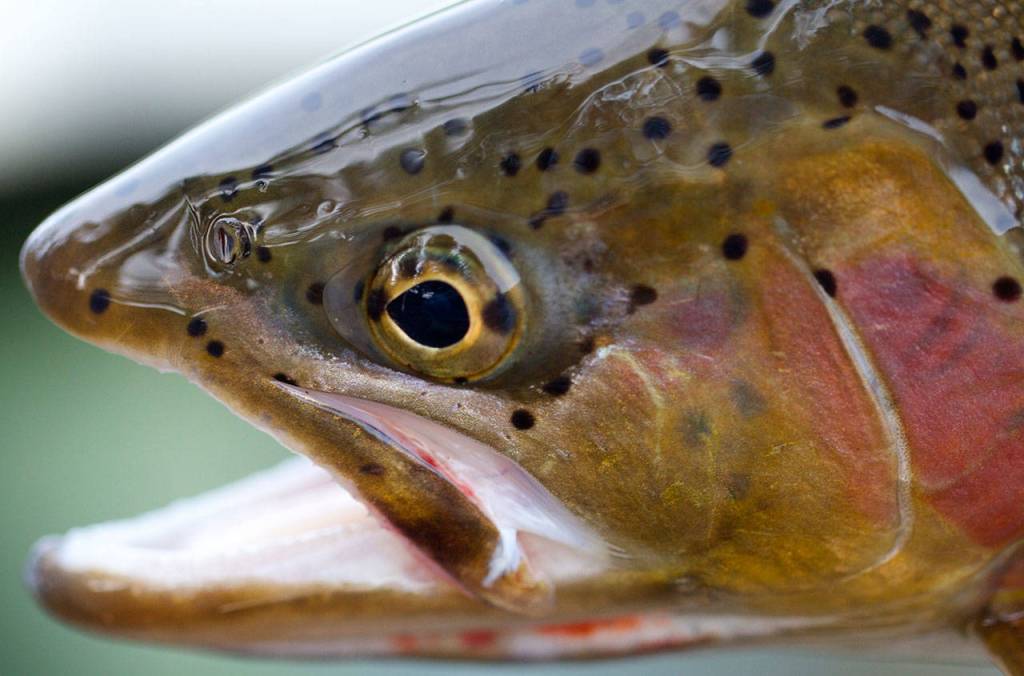 A macro lens can provide good close-up photos of fish. (Mike Benbow photo)