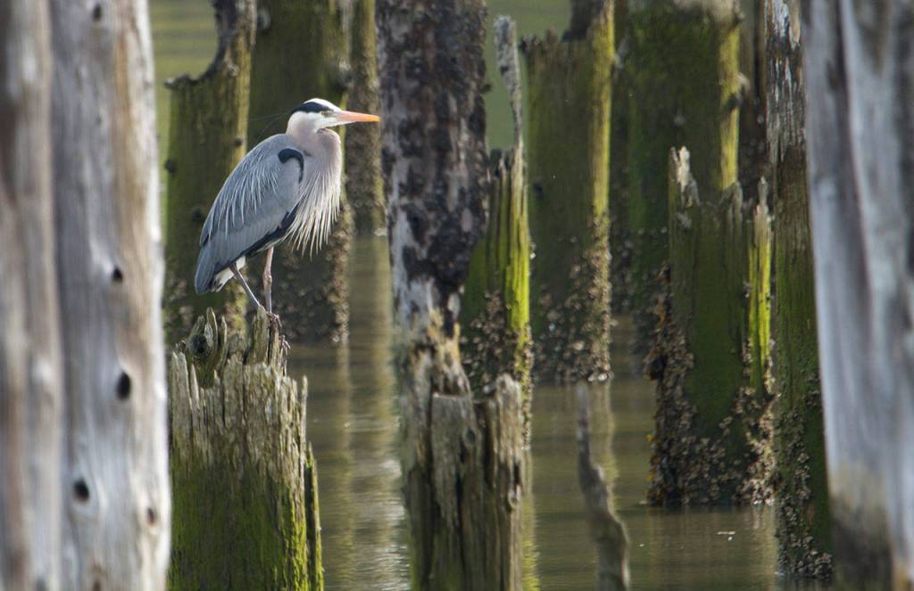 A heron rests in a forest of old pilings. (Mike Benbow photo)