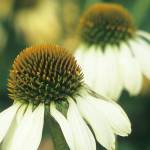 Great Plant Pick: Echinacea purpurea ‘White Swan,’ coneflower