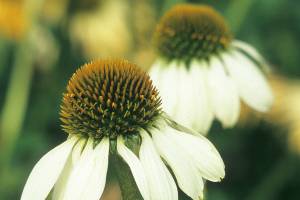 Great Plant Pick: Echinacea purpurea ‘White Swan,’ coneflower