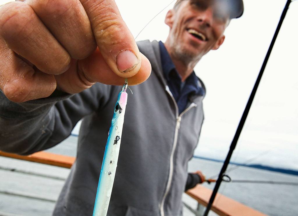 At the <a href="https://www.heraldnet.com/news/no-boat-no-problem-public-fishing-piers-attract-anglers/" target="_blank">far end of the fishing pier</a> at Edmonds, Richard Burnett shows off the the bite marks on the Pucci lure he has been using to catch salmon. (Dan Bates / The Herald)