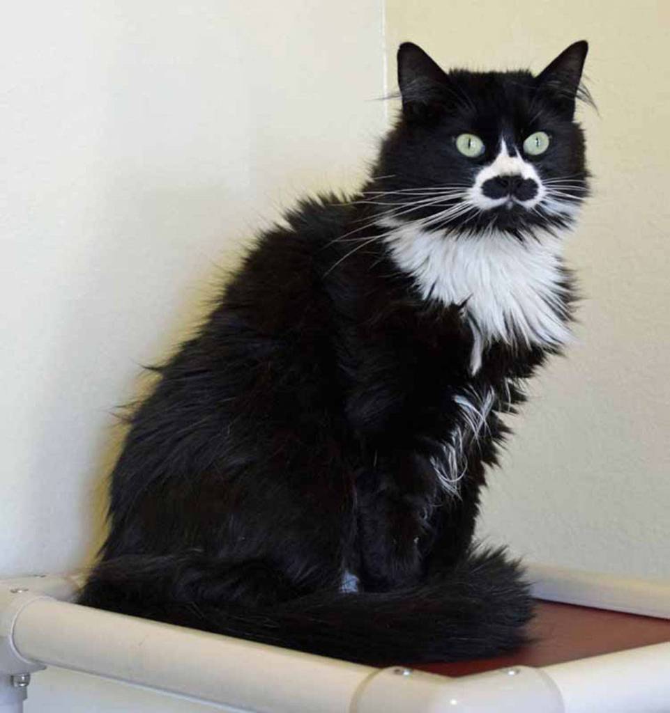 Ginger is a beautiful, independent cat who is looking for a new home. Shes lived with children as young as three years old since she was a kitten so she is certainly used to their antics! Dogs are okay with Ginger, too, but not all cats. A very slow introduction to any resident pets will ease the transition for everyone. Like many cats, she does not enjoy being put in a carrier so we recommend you set it out a few days before any travel with some delicious treats inside. Ginger is one smart cookie, but it might work! (Arleigh Movitz/Everett Animal Shelter)