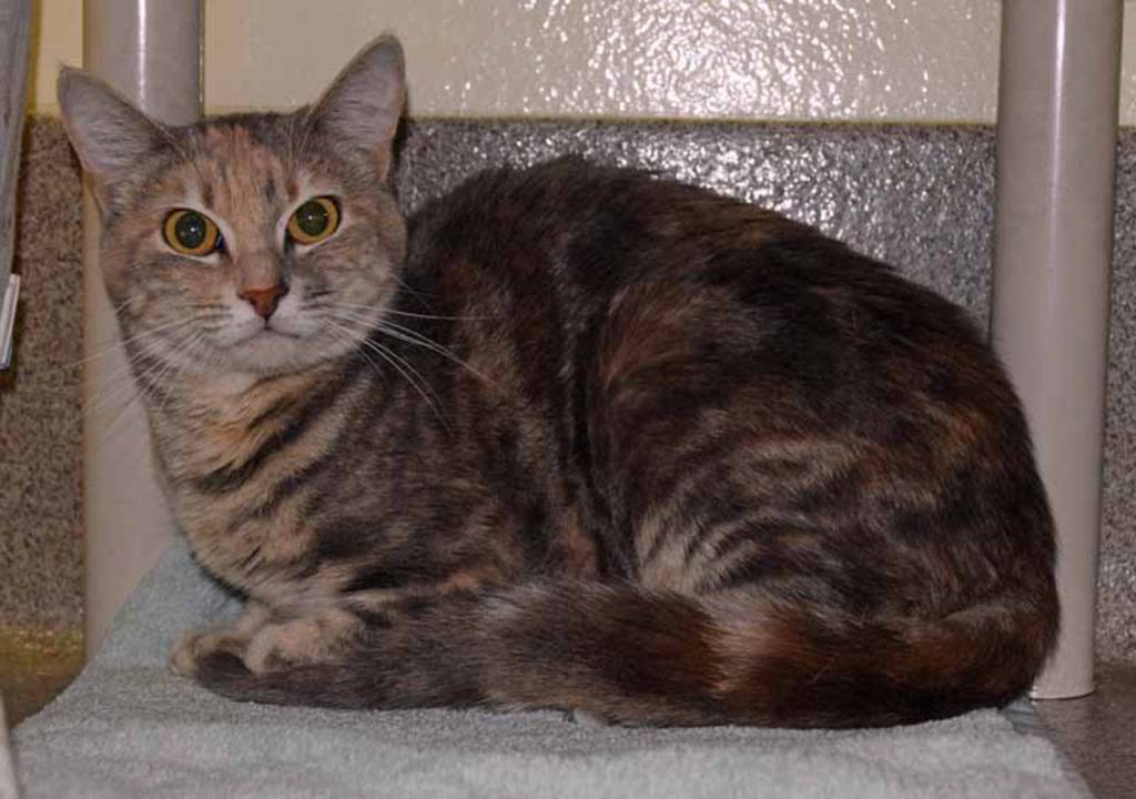 Shes a little shy but shes very sweet and playful…meet Yui! Her favorite toys are string toys and she likes to keep her nails in shape on cardboard or carpeted scratching posts. Yui doesnt care for dogs but cats are okay if she gets to know them slowly. Yui cant wait to curl up in your lap and be your friend. (Arleigh Movitz/Everett Animal Shelter)