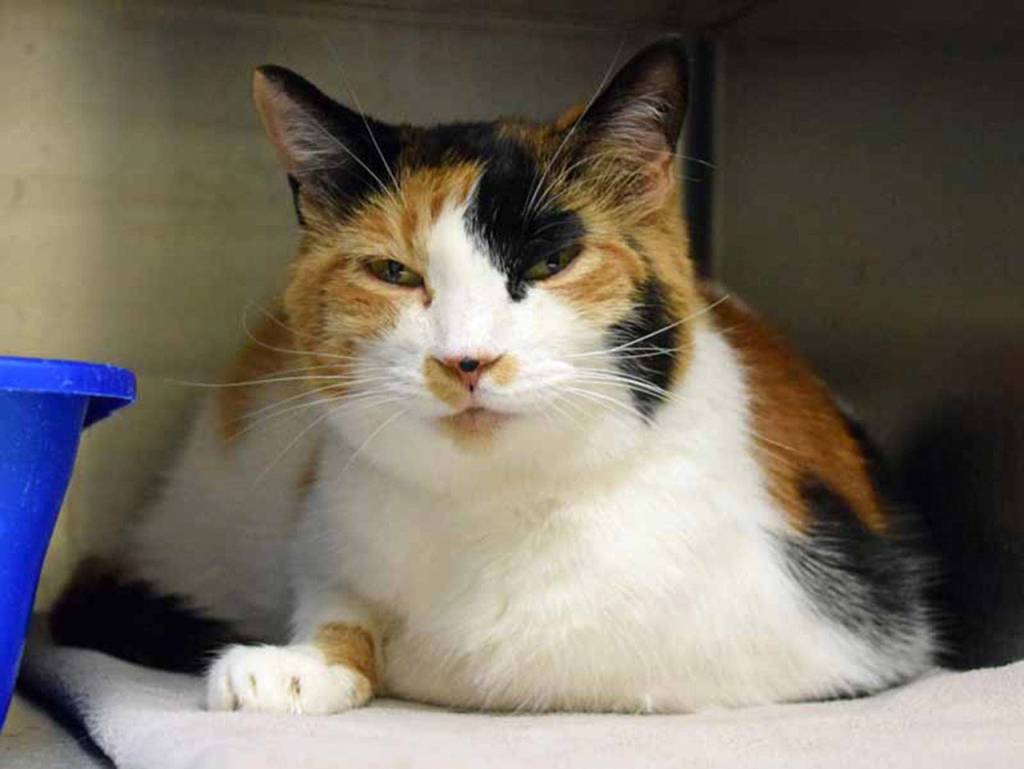 Shelby seems to be an independent gal who likes to choose when to share affection. Just like many people, Shelby doesnt appreciate being surprised and prefers a quiet environment. She is really fond of gentle petting and likes to perch up high. (Arleigh Movitz/Everett Animal Shelter)