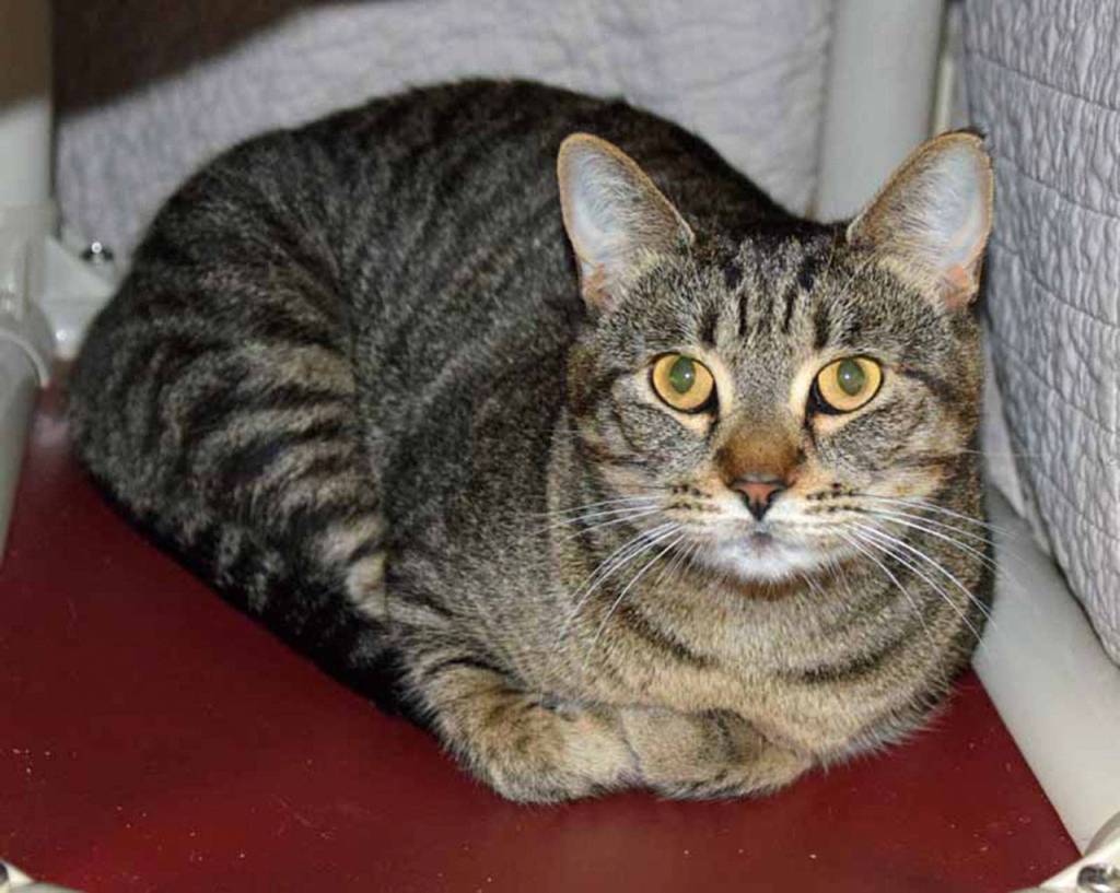 Q is looking for a quiet home. Shed like cat trees to climb, boxes to sleep in, and toys to play with - especially the interactive types like wand toys. Q likes to pretend she is shy by hiding under blankets, but shes really quite lovey-dovey! (Arleigh Movitz/Everett Animal Shelter)