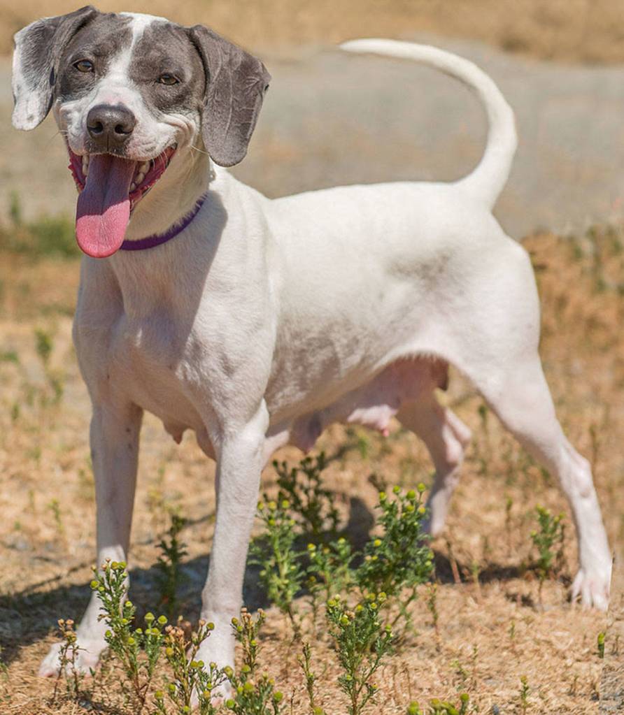 Sparkle is a lovely hound dog that is very friendly and loves everyone. She is a hound dog mix so anyone looking at her should know they have a powerful sense of smell and great speed. Hounds are used to having lots of energy and a job. Sparkle has shown us that she needs lots of room to burn off her energy. She will need a secured fenced yard and no apartments. She will need some obedience training and a meet and greet with any resident dogs. She may chase cats, so a proper introduction with a dog savvy cat would be needed. (Curt Story/Everett Animal Shelter)