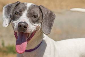 These eight cats and a dog can be adopted