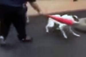 Video of Bothell trainer hitting dog with bat prompts outrage