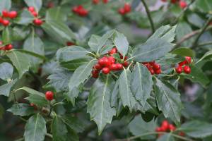 Great Plant Pick: Aucuba japonica ‘Rozannie,’ Japanese aucuba