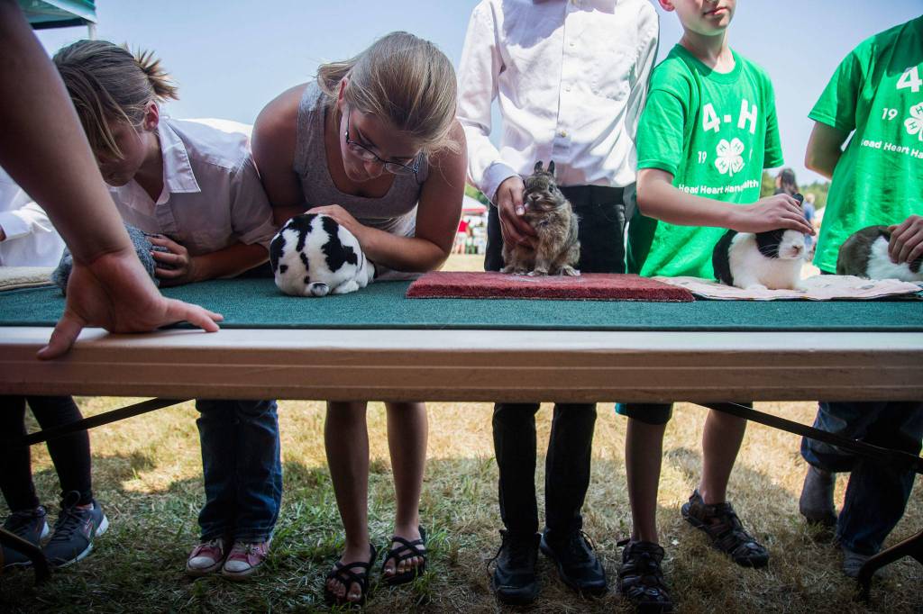Kameah Monahan, 12, fluffs her rabbit Chromos hair during the Silvana Fair off of Pioneer Highway on Saturday, July 28, 2018 in Silvana, Wa. (Olivia Vanni / The Herald)