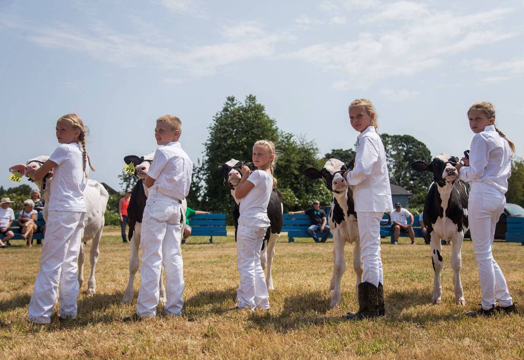 A group of live stock competitors wait to hear who the winner is during the Silvana Fair off of Pioneer Highway on Saturday, July 28, 2018 in Silvana, Wa. (Olivia Vanni / The Herald)