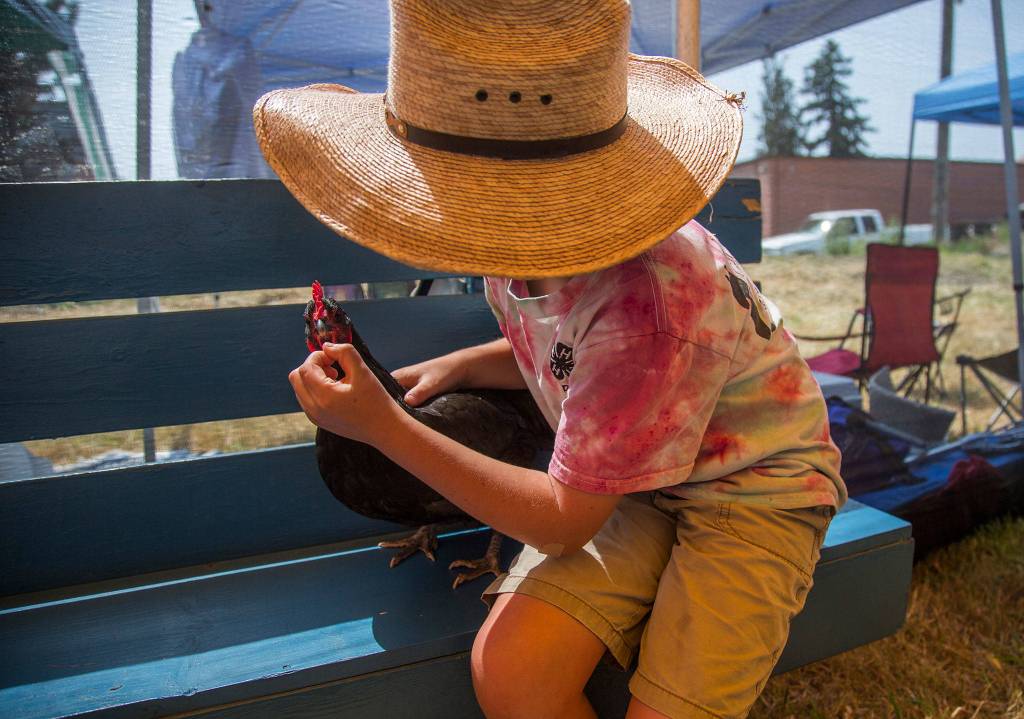 Paul Forsyth, 8, cleans of his chicken Poppers beak during the Silvana Fair off of Pioneer Highway on Saturday, July 28, 2018 in Silvana, Wa. (Olivia Vanni / The Herald)