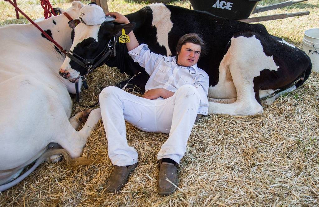 Magnus Cairus lays next to his cow Miss Esther during the Silvana Fair off of Pioneer Highway on Saturday, July 28, 2018 in Silvana, Wa. (Olivia Vanni / The Herald)