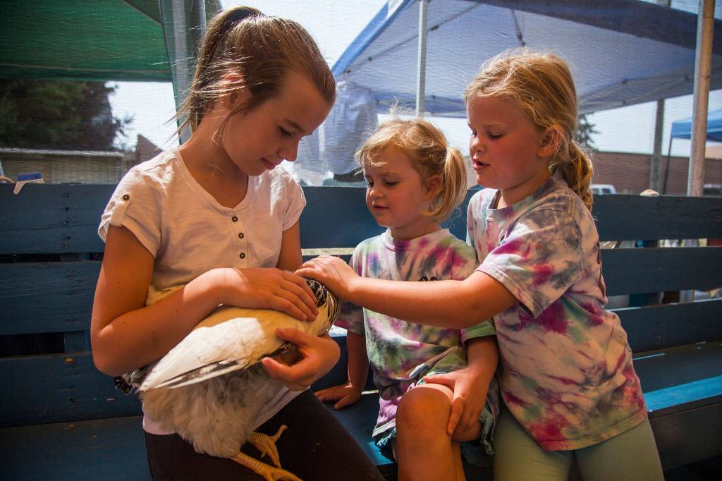 Maia Donnelson, 9, holds her chicken Henny Penny while Elizabeth and Margaret Forsyth pet her during the Silvana Fair off of Pioneer Highway on Saturday, July 28, 2018 in Silvana, Wa. (Olivia Vanni / The Herald)