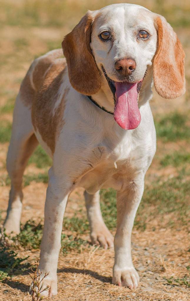 Mika is a very friendly Beagle looking for a new home. She has lived with another dog and done well but will need a meet and greet with any resident canines. This young senior is not suited for apartment type living as she can be very loud at times. (Curt Story/Everett Animal Shelter)