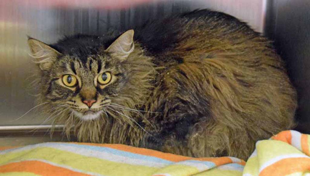 Millie may look grumpy but she is not at all. She is a friendly gal once she gets to know you. She will need a gradual introduction to any resident pets or small kids. (Arleigh Movitz/Everett Animal Shelter)