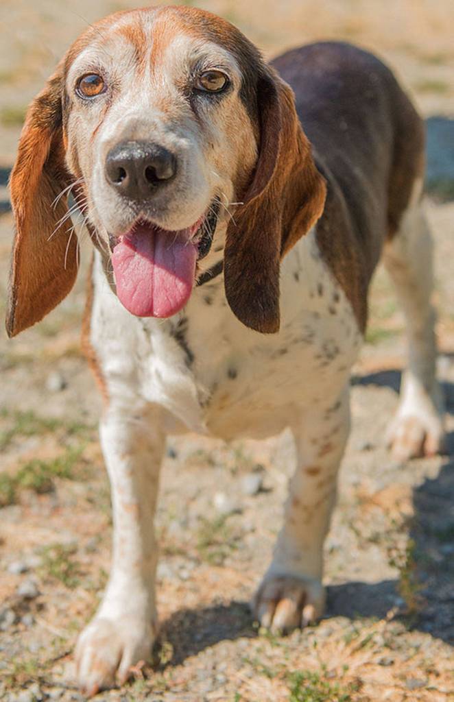 Mona is a very friendly Beagle looking for a new home. She has lived with another dog and done well but will need a meet and greet with any resident canines. This young senior is not suited for apartment type living as she can be very loud at times. (Curt Story/Everett Animal Shelter)