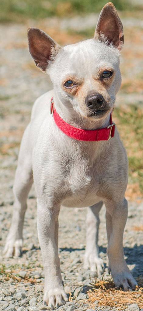 Sharky is looking for an adult home that is willing to do some socializing. He was not leashed trained when he arrived at the shelter but is doing much better. He will need a meet and greet with any resident dogs and may do OK with cats after proper introductions. (Curt Story/Everett Animal Shelter)