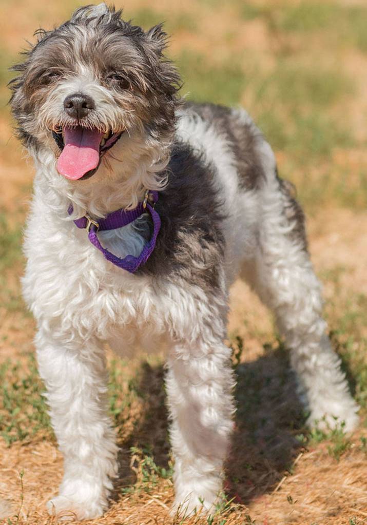 Teddy is an adorable Yorkiepoo looking for a home without other animals. He has never lived with cats and does not get along with other dogs. He can be protective of his people when meeting strangers. He loves to play with toys and knows several commands. Teddy would love a calm predictable adult home and a warm lap to cuddle up on! (Curt Story/Everett Animal Shelter)