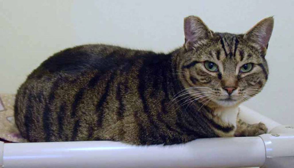 Twix and Kit Kat are fun, young senior gals. They are looking for a home where they can hang out on the back of a couch and maybe impress you with their abilities to soak up the sunshine. If thats not enough, theyll probably knock your socks off with some wicked cat yoga poses. You know you want them in your life. (Arleigh Movitz/Everett Animal Shelter)