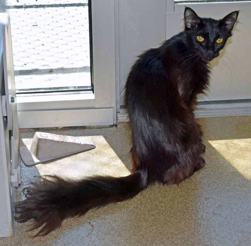 Vader is a playful young cat. She is looking for a home that will play ball with her. She has lived with other cats but still will need a slow introduction to any resident pets. (Arleigh Movitz/Everett Animal Shelter)