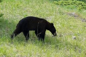 Too close for comfort: A hike to remember in bear country