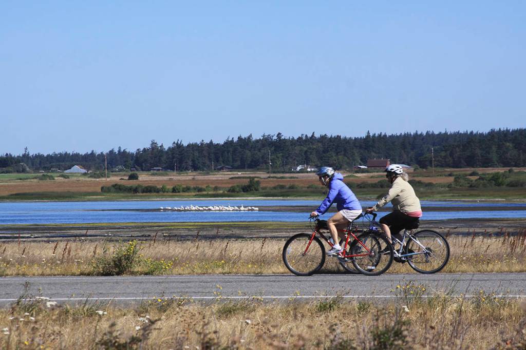 Riders pass by Crockett Lake and a flock of white pelicans that were visiting the lake during the Sea, Trees, & Pie Bike Ride on July 22. (Whidbey Camano Land Trust)