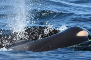 Editorial: The message from an orca mother