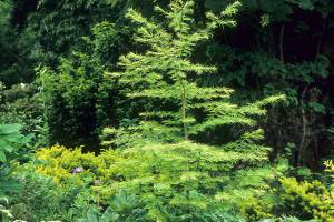 Great Plant Pick: Pseudolarix amabilis, golden larch