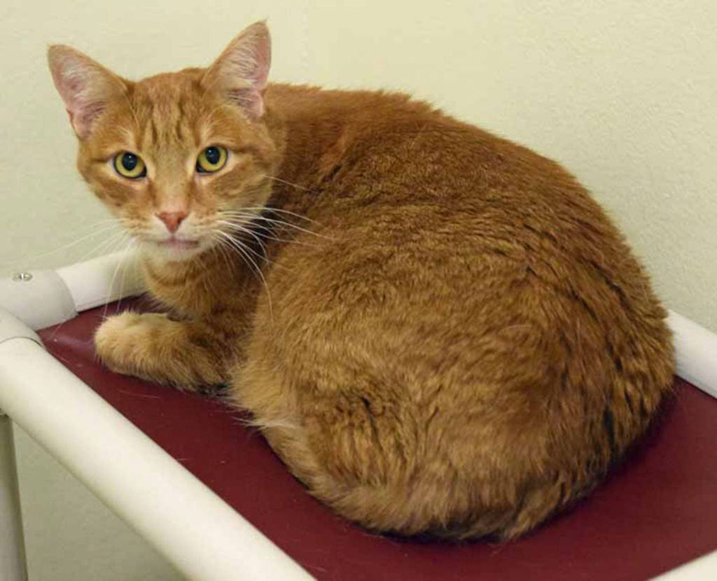 Joey is a young gentleman looking for his new forever home! He enjoys playing with balls and other toys. He has never lived with children or other animals so a slow introduction to any resident pets will be needed. Take Joey home and he will sit in your lap all day long. (Arleigh Movitz/Everett Animal Shelter)