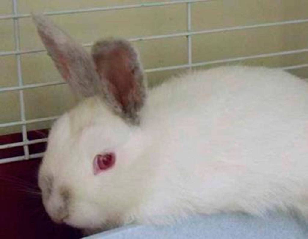 Radish is just 3 months old and ready for a home where she has space to hop, a litter box and people to love her. Does that sound like you? Come in today and meet little Radish. (Arleigh Movitz/Everett Animal Shelter)