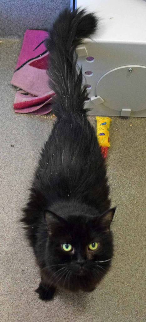 Sammy is a shy guy until he gets to know you. He has lived with other cats and should do fine with other cats after a gradual introduction. (Arleigh Movitz/Everett Animal Shelter)