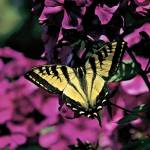 A tiger swallowtail butterfly visits a planting of Guem, which flowers through the summer. (Mike Benbow / Herald file)