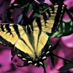 Yellow butterflies blossom throughout Evergreen state