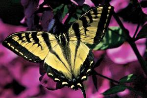 Yellow butterflies blossom throughout Evergreen state