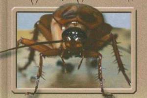 Cockroaches are creepy and disgusting and an ancient species