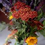 The varied shapes and colors of lavender, coreopsis and yarrow (Achillea millefolium Paprika) look lush in a pint-sized wide-mouth Ball canning jar circa 1910. In clear vases, especially, change the water every couple of days and the arrangement will be more visually pleasing  and last longer, too. (Vanessa McVay / The Herald)