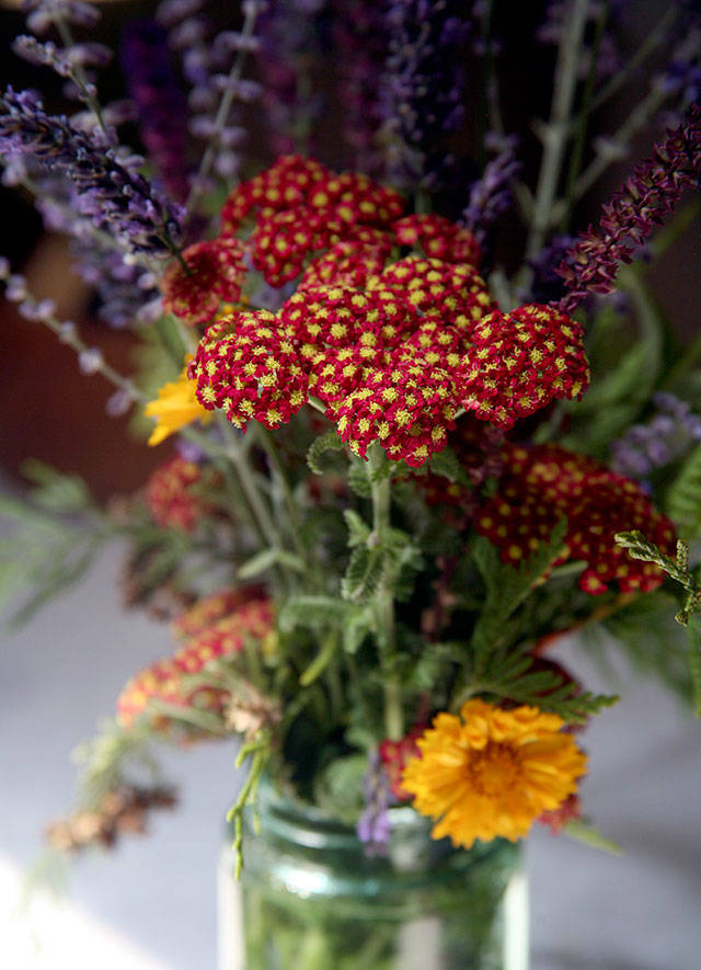 The varied shapes and colors of lavender, coreopsis and yarrow (Achillea millefolium Paprika) look lush in a pint-sized wide-mouth Ball canning jar circa 1910. In clear vases, especially, change the water every couple of days and the arrangement will be more visually pleasing  and last longer, too. (Vanessa McVay / The Herald)