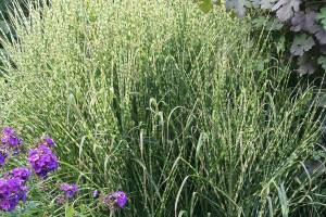 Great Plant Pick: Miscanthus sinensis ‘Gold Bar,’ variegated grass